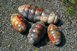 Jutta Winckler: Kokons